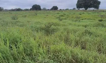 Fazenda com 20 hectares de porteira fechada com 35 animais