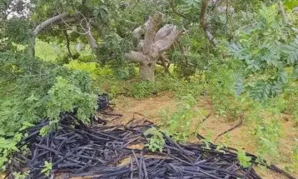 Fazenda com 45 hectares em jandaira com 2 poços tubulares 100% plana