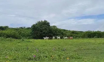 Linda Fazenda com 30 hectares na região de Monte Alegre