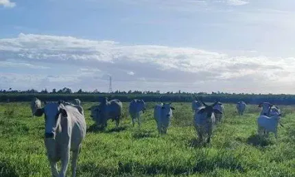 Fazenda com 85 hectares com maravilhosa estrutura de alto padrão