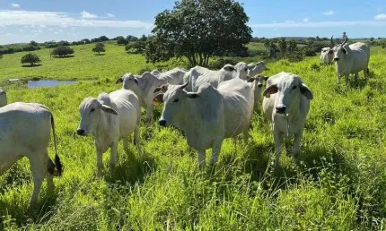 fazenda com 21,6 hectares de porteira fechada com 35 animais