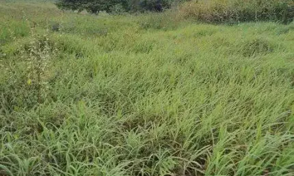 Fazenda estruturada com 40 hectares na região de monte alegre