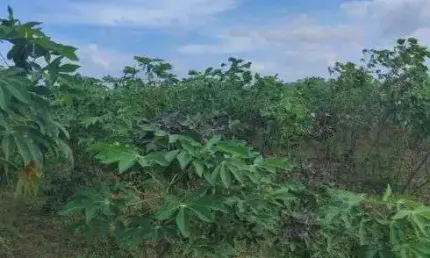 Excelente Fazenda com 80 hectares na região de Macaíba próximo a Vera cruz
