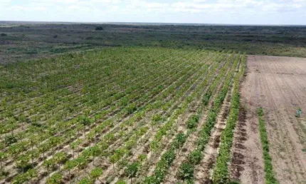 fazenda com 50 hectares na região de touros 100% desmatada e com 3 poço tubulares de alta vazão hs