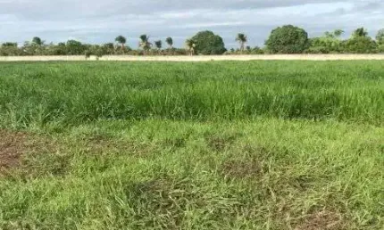 fazenda com 69 hectares na região de Ceará Mirim 100% plana bem localizada