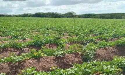 Excelente Fazenda com 44 hectares na região de Touros