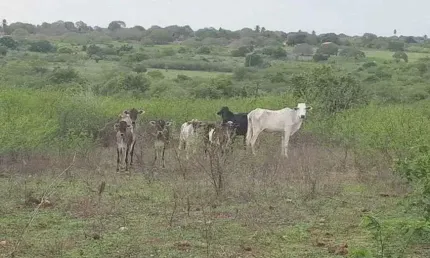 Fazenda com 27 hectares para criação de gado ou plantação