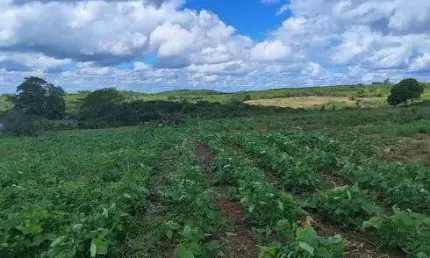 Fazenda/Sítio/Chácara para venda tem 11 hectares com 2 casas riacho escritura pública, rua calçada