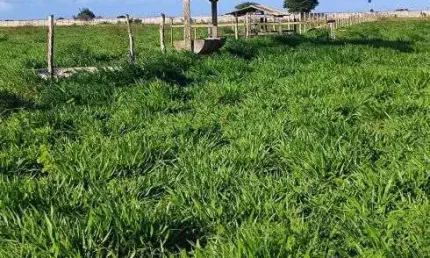 fazenda com 300 hectares na região de são José do Mipibu estruturada