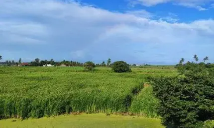 Fazenda com 55 hectares em são josé de mipibu frente para br101 com excelente localização etc.