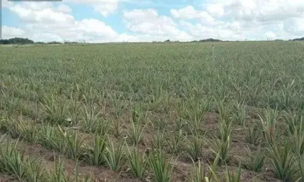Chácara / sítio com 3 quartos à venda no Centro, Touros 