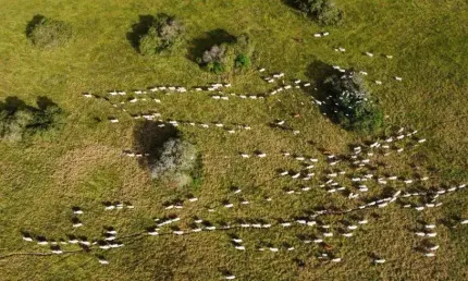 fazenda com uma excelente localização e estrutura de alto padrão com 350 hectares
