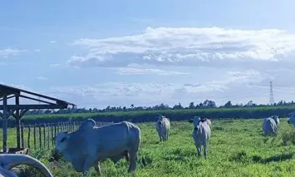 Fazenda com 300 hectares bastante estruturada um luxo de fazenda