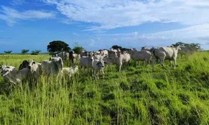 Fazenda com 80.5 hectares na região de monte alegre o paraíso da grande natal rica de tudo