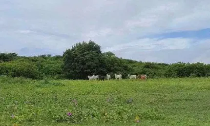 Chácara / sítio com 3 quartos à venda no Centro, Monte Alegre 