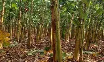 Excelente Fazenda na região de Touros com 60 hectares