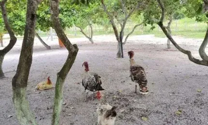 Chácara / sítio com 3 quartos à venda no Centro, Monte Alegre 