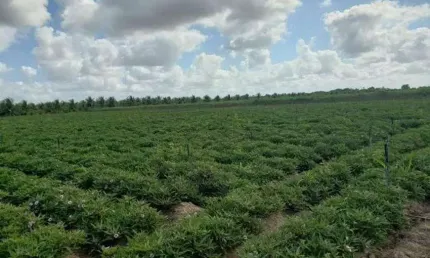 Chácara / sítio com 4 quartos à venda no Centro, Vera Cruz 