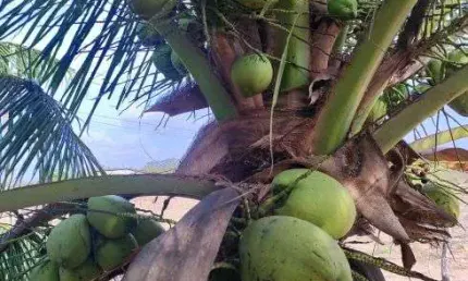 Sitio com 8 hectares plantado de coqueiros em plena produção 100% irrigado 3 poços tubulares