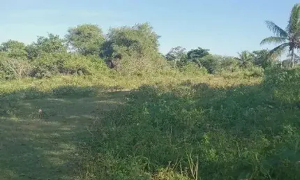 Excelente Fazenda com 49 hectares na região de São Gonçalo do Amarante