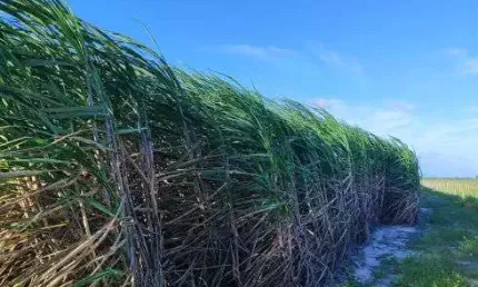 Fazenda com 300 hectares com estrutura de luxo na região de são josé de mipibu