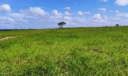 Fazenda com 220 hectares na região de monte alegre plantada e estruturada bastante água