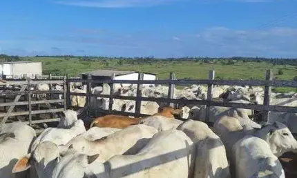 Chácara / sítio com 3 quartos à venda no Centro, Monte Alegre 