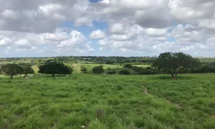 Chácara para venda com 20 hectares na região de monte alegre plantada com rio perene e poço tubular