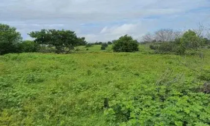 Fazenda com 30 hectares na região de monte alegre excelente para criação