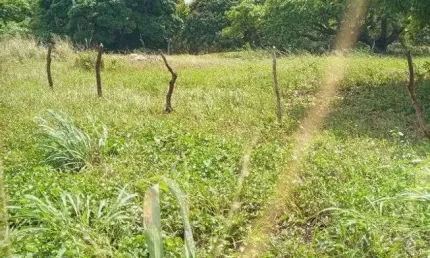 Excelente fazenda com 260 hectares na região de punau