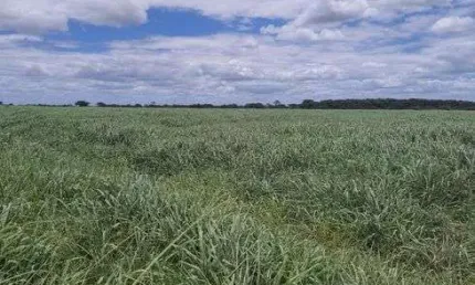 Fazenda com 570 hectares bastante estruturada na região de monte alegre