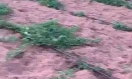 fazenda com 27 hectares no vale de Ceara mirim com irrigação