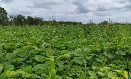 fazenda com 47 hectares no arena municipal de São José de Mipibu-RN com poço tubular e rio perene