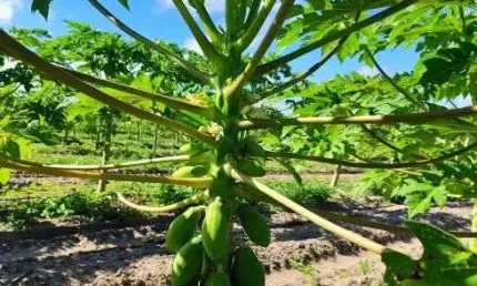 área com 62 hectares no arena município de são José de mipibu