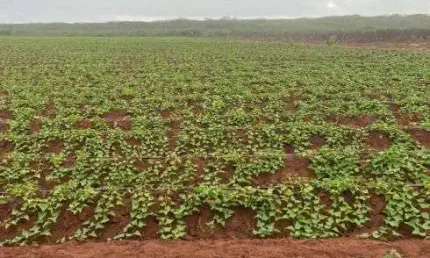 fazenda com 50 hectares com irrigação e usina solar
