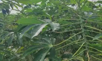 Fazenda com 80 hectares na região de Macaiba próximo a Vera cruz