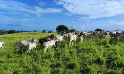 Fazenda/sítio/chácara com 38 hectares com casa sede casa de caseiro rio plantada curral poços etc