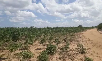 Chácara / sítio com 3 quartos à venda no Centro, Macaíba 