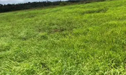 Chácara / sítio com 4 quartos à venda no Centro, Ceará-Mirim 