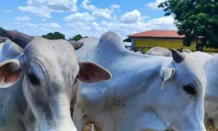 fazenda de grande potencial de galinha de corte de gado de corte agricultura
