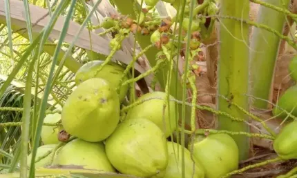 fazenda com 60 hectares próximo a santa luzia de touros plantada de coqueiros híbrido e bamana