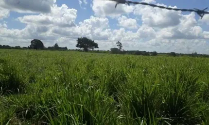 Chácara / sítio com 3 quartos à venda no Centro, Vera Cruz 