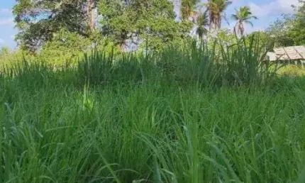 Excelente Fazenda com 183 hectares na região de pureza