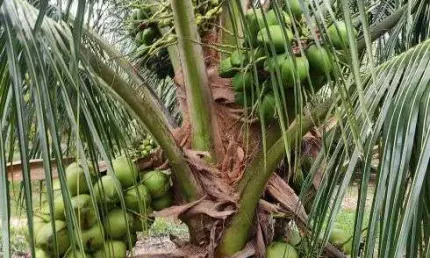 fazenda com 50hc de coqueiros com 10 mil pés plantados com energia solar 100% irrigado