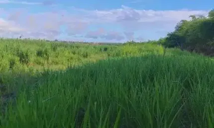 Excelente Fazenda com 55 hectares em São José de Mipibu frente para BR101