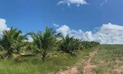 Excelente Fazenda com 40 hectares na região de ARÊS 1 km da BR101