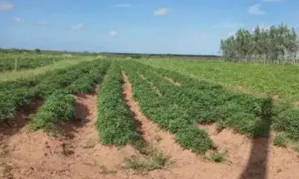 Fazenda com 60 hectares próximo a santa luzia de touros