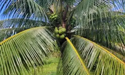 alugo fazenda de coqueiro na grande natal zona sul entre s. José e Goianinha