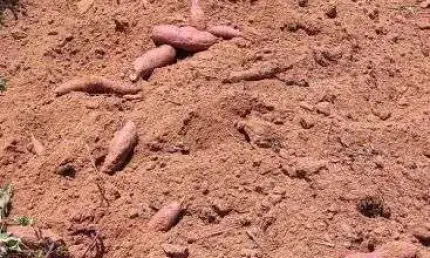 Fazenda com 1.300 hectares na região de rio do fogo