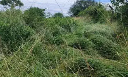 fazenda com 270 hectares em Bom Jesus plantada com água